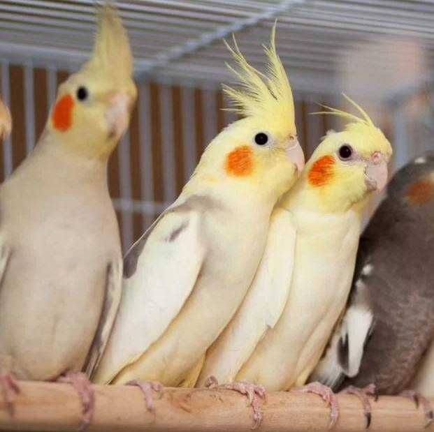 Очаровательные попугаи Кореллы