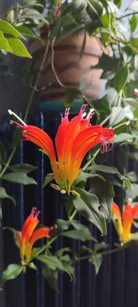 Aeschynanthus, eszynantus-unikat, duży okaz.