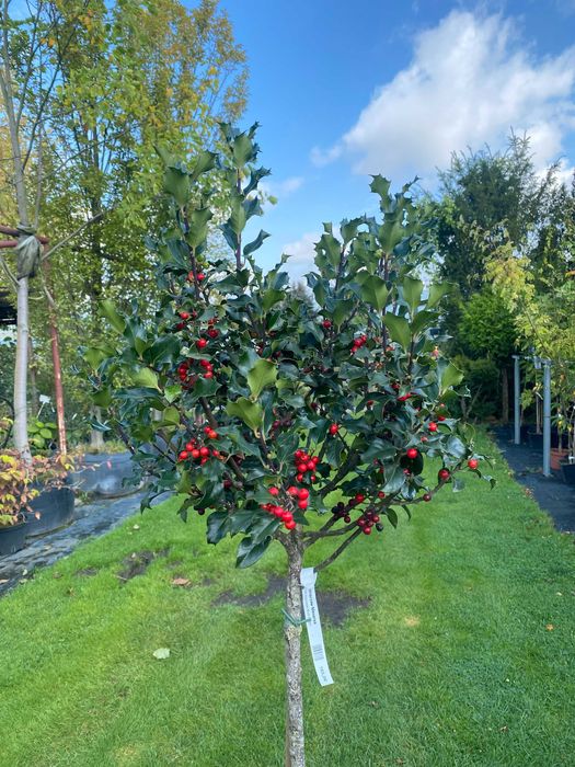 Ostrokrzew Meserva BLUE ANGEL Pa100