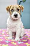Jack russell terrier suczka FCI ZKWP