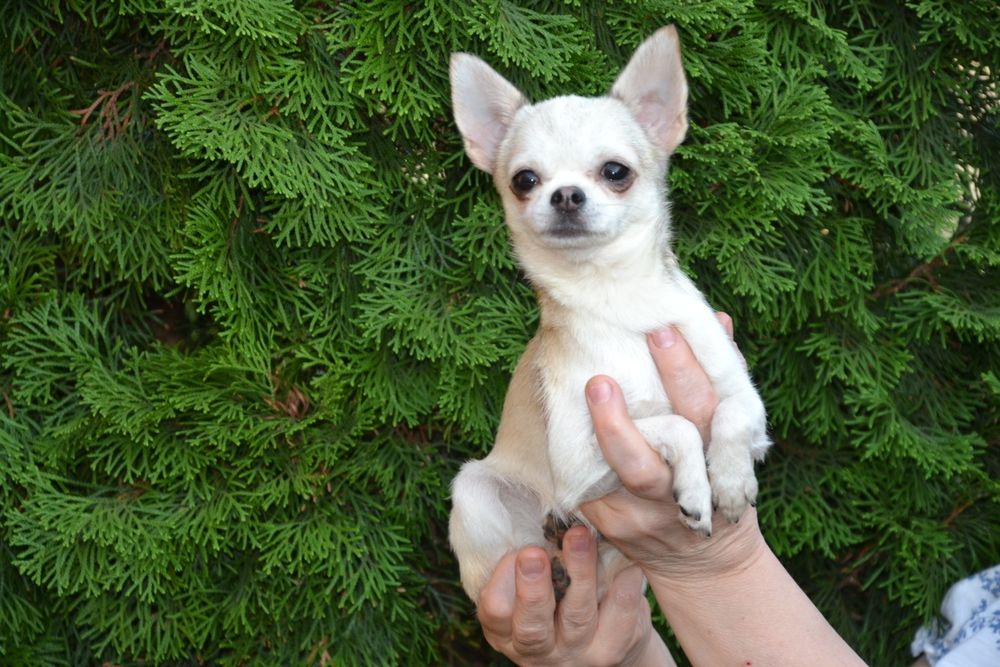 Породная голубопалевая девочка с документами.Доставка.