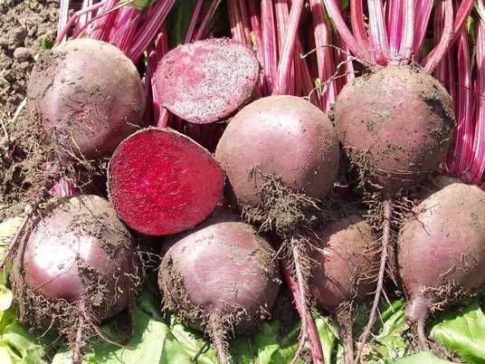 Семена / Насіння / БОРО F1 / BORO F1 / Буряк / Свекла