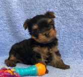 York Yorkshire terrier BLACK and TAN czarno złoty