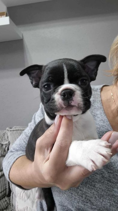 BOSTON TERRIER , Terra platino , samiec RAYAN, ZKwP/FCI