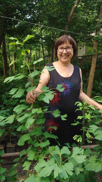 Саджанці і листя гінкго білоба.