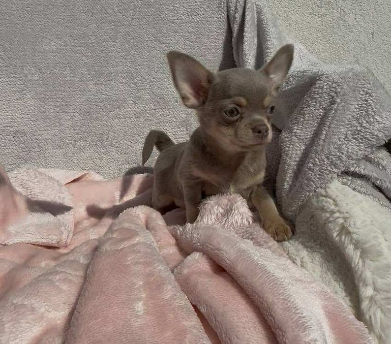 Chihuahua piesek lilac tan