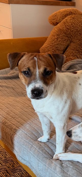 Oddam pieska w dobre ręce Jack Russell Terrier