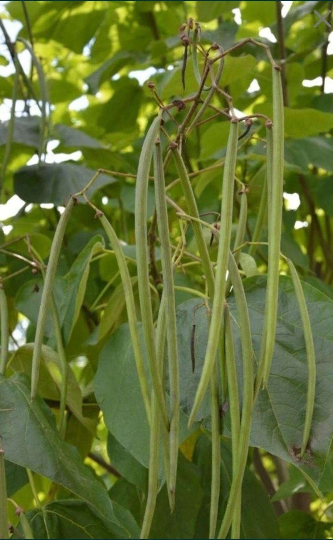 Katalpa bignonionwa catalpa nasiona x60