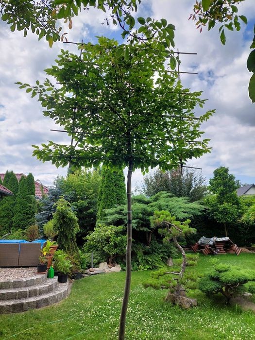 Palmety, drzewka kształtowane z buka, grabu