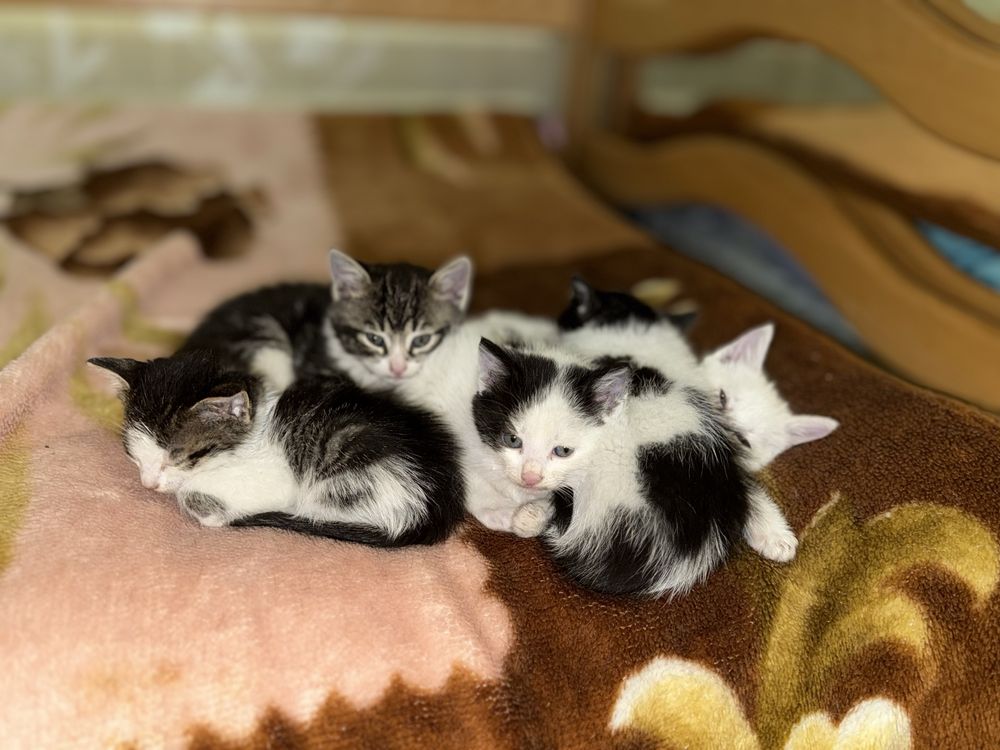 Кошенята шукають родину