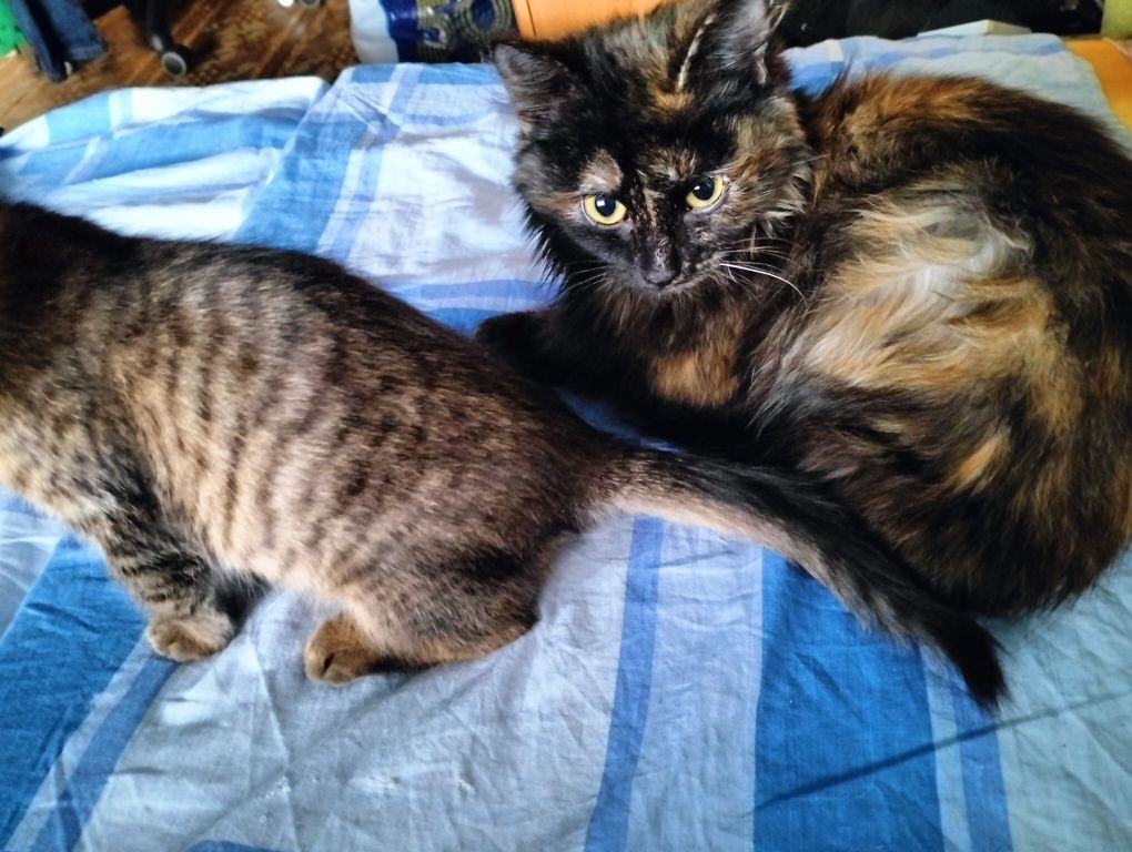 Кошенята в добрі руки
