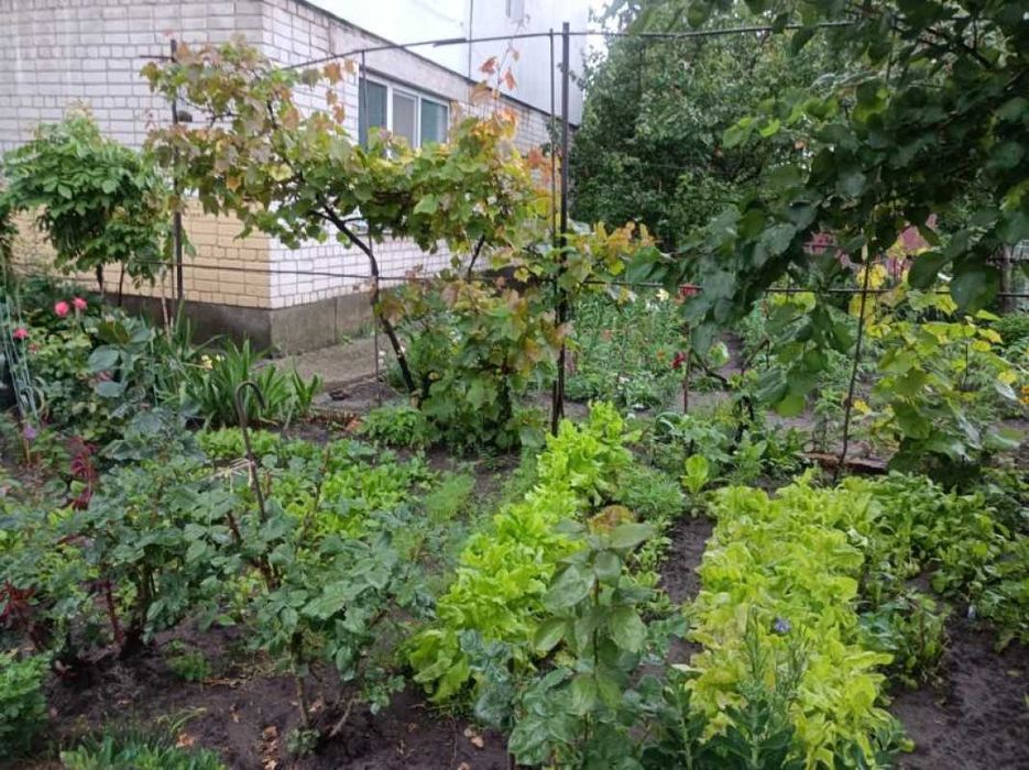 Простора 3-кімнатна квартира з окремим входом та власним двориком.