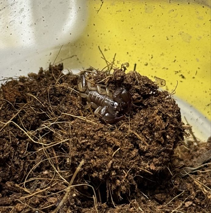 Euscorpius corcyraeum - Skorpion endemit z Korfu!