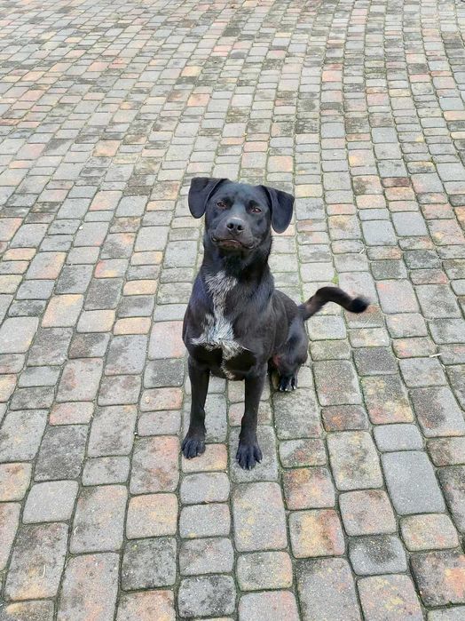 Przyjazny pies szuka nowego domu