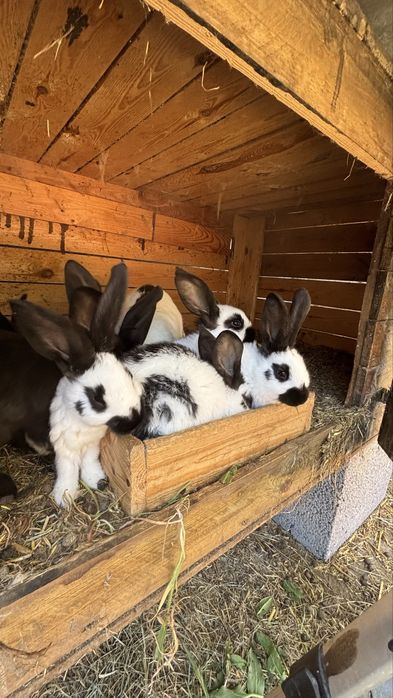 srokacze niemieckie młode