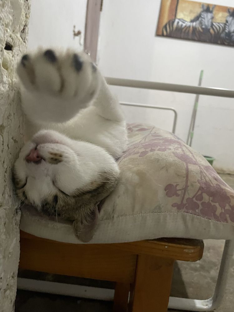 Dá-sse gato de porte médio