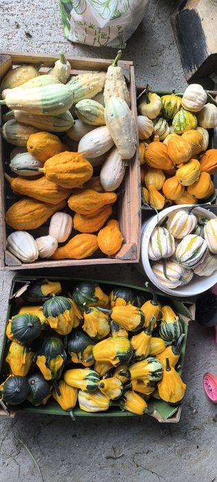 Dynie ozdobne na sprzedaż