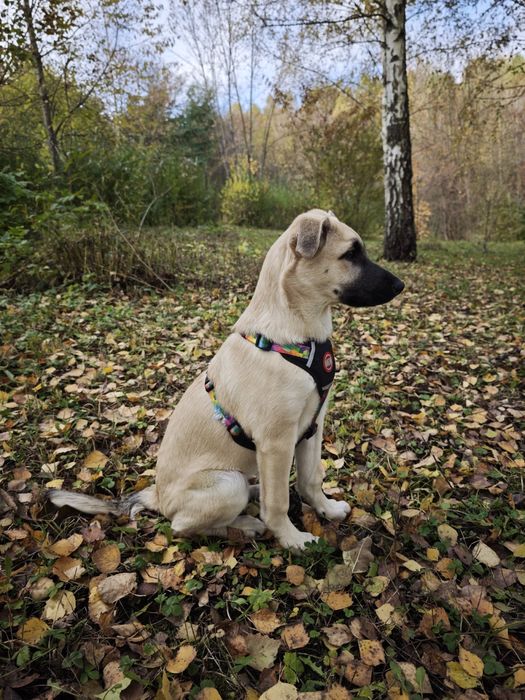 Цуценя в добрі руки, дівчинка в добрі руки