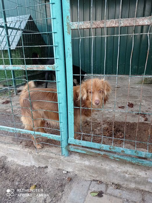 Отдам собаку в хорошие руки,добрый,игривый,любит людей