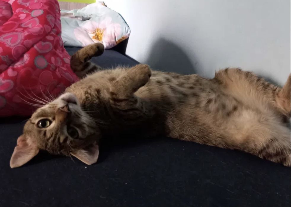 Wspaniałe kotki do adopcji - Fanta i Czester