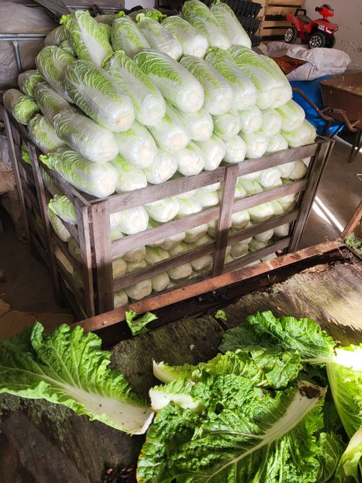 Ziemniaki młode 15 zł worek kapusta pekińska 4zl sztuka lub na kg