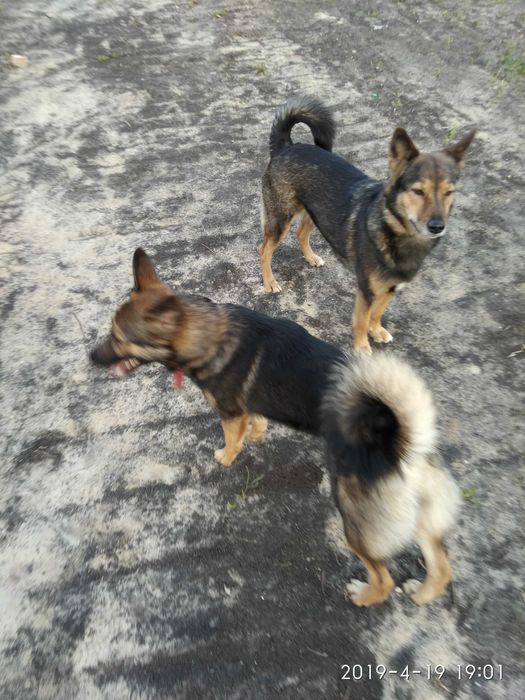 Пропала собака погналась за чужой собакой.