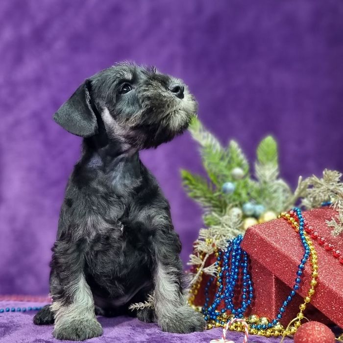 Цуценята цвергшнауцера