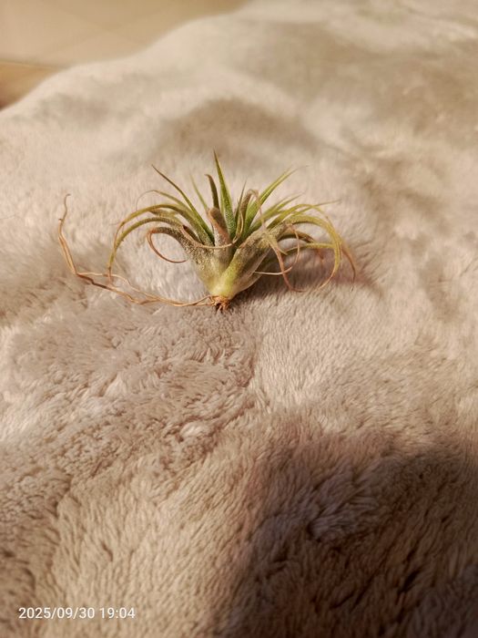 Tillandsia oplatwy
