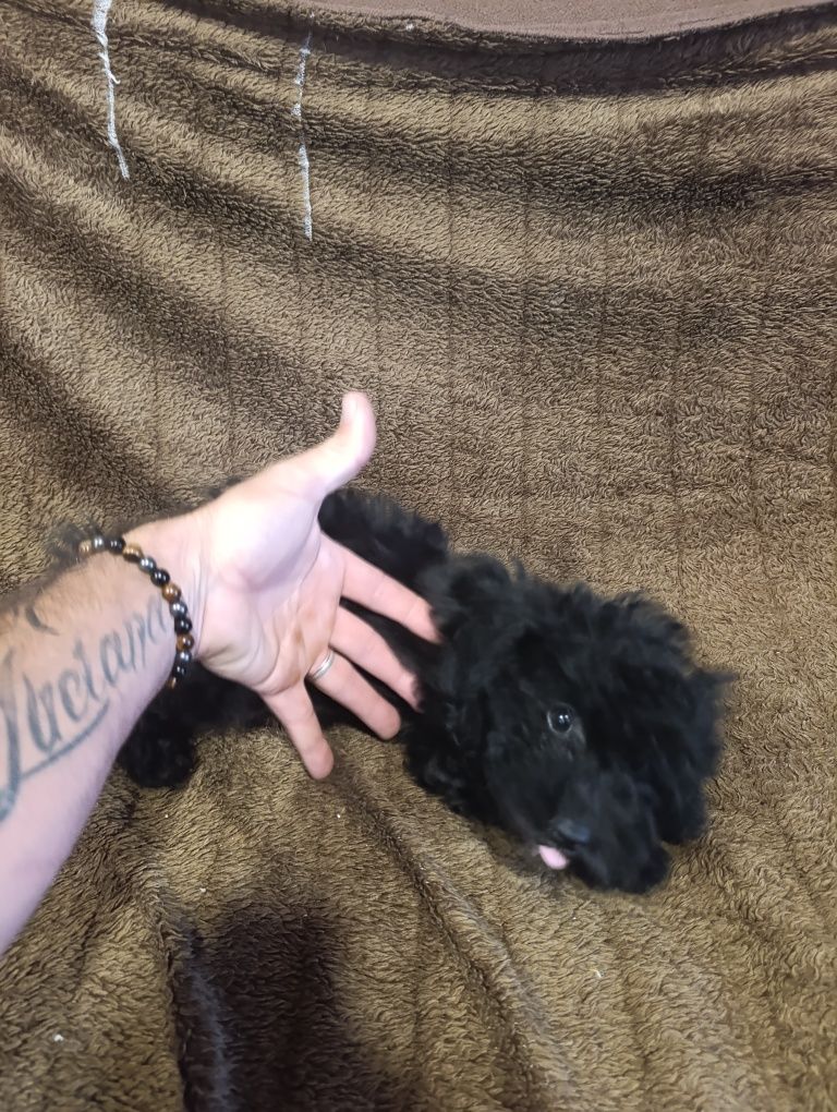 Lindo caniche toy macho