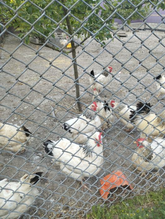 Продам півні Адлер срібний