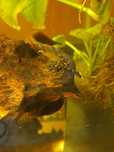 Ancistrus sp Rio Itenez L 519