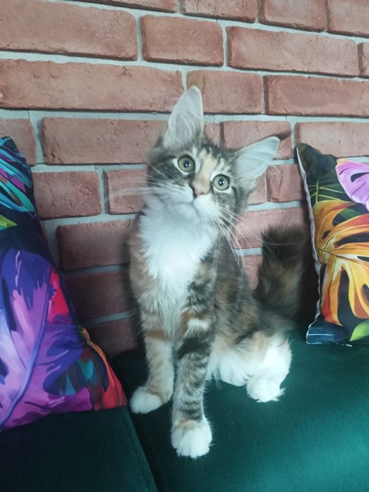 Piękna koteczka Maine Coon