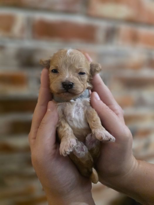 Maltipoo f1 xs piesek do  rezerwacji !!