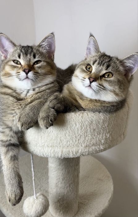 Дівчинки шотландські чорно золота кішечка, з щепленням,чіпом