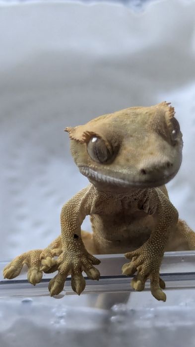 Gekon orzęsiony młode