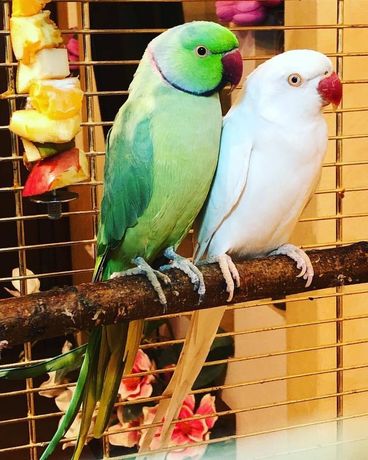 Ожереловые попугаи Птенцы полностью готовы к переезду