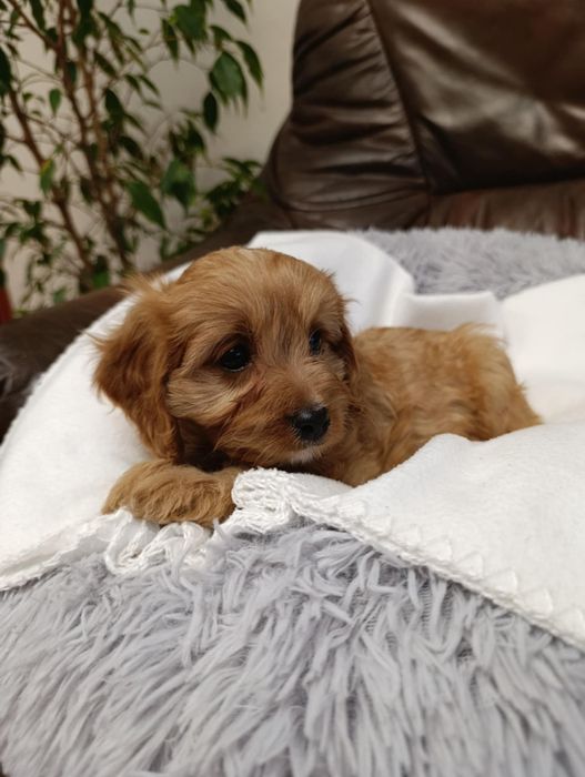 #suczka Cavapoo #