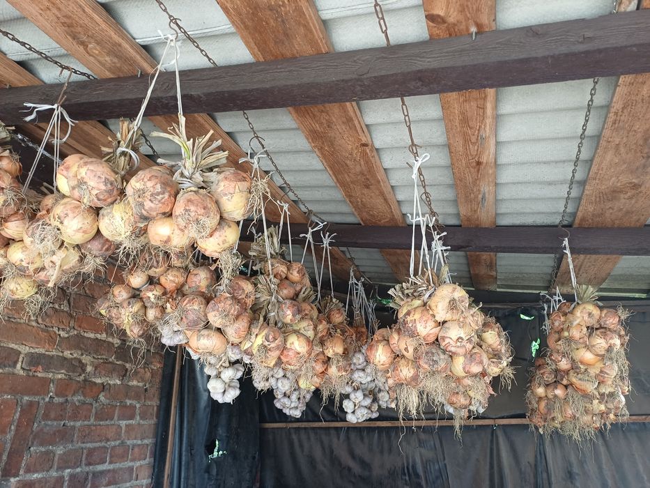 Warzywa-buraki,czosnek,pomidory,cebula,marchew