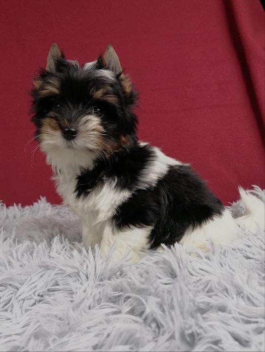 York Biewer Yorkshire Terrier z rodowodem