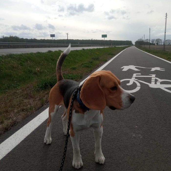 Oddam Psa w dobre rece