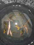 Carpas koi 4/5cm