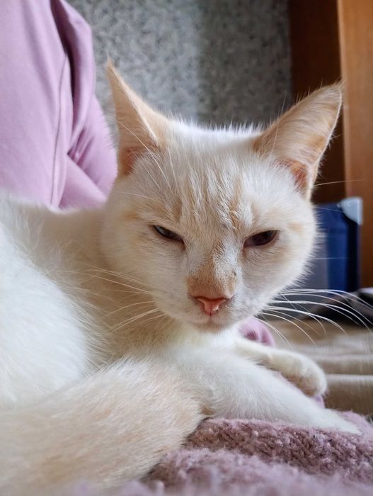 Сіамський ред-пойнт 9міс.