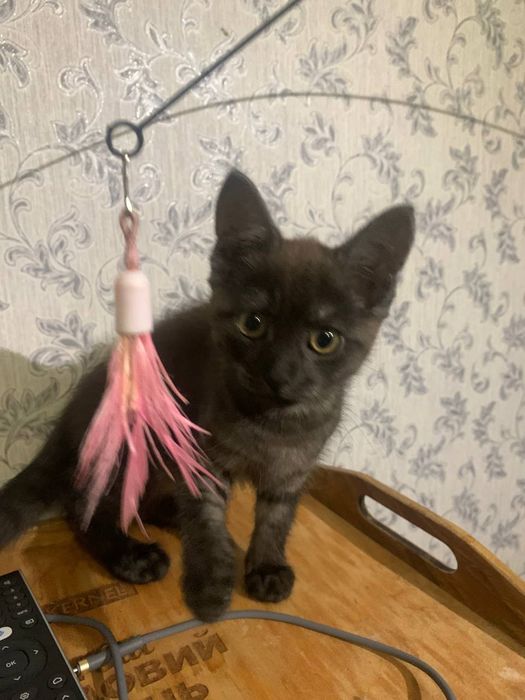 Отдам котенка срочно!