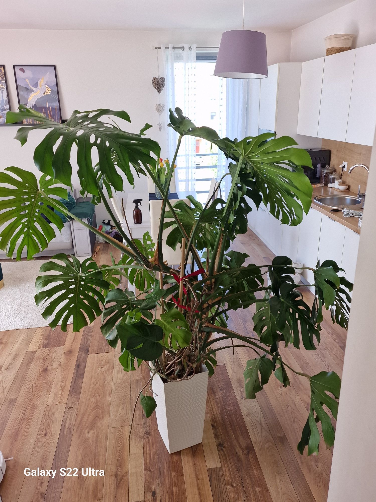 Monstera kwiat duży