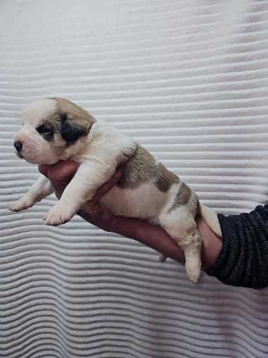 Owczarek środkowoazjatycki