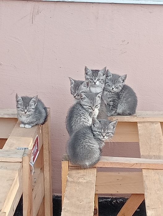 Віддам кошенят безкоштовно