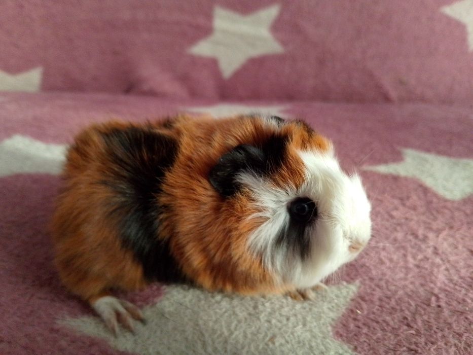 Świnka morska mix peruwianka ( samiec)