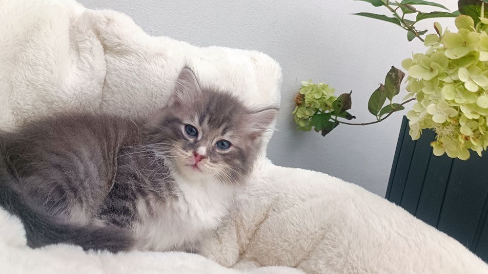 Kocurek syberyjski Skiper rodowód WCF