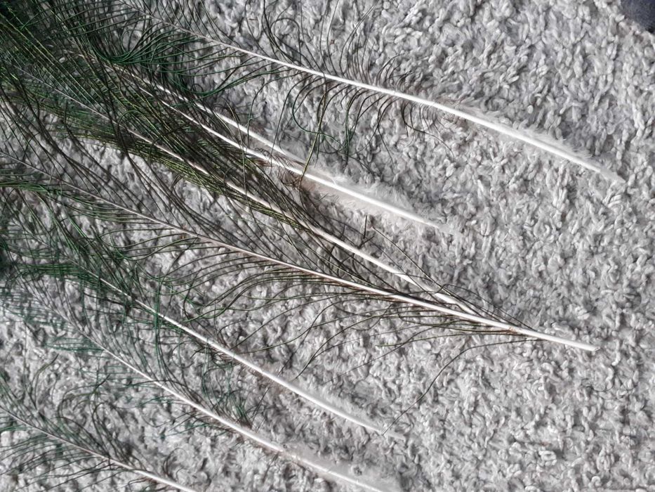Pawie pióra piórka pawia  8szt. 35-45 cm
