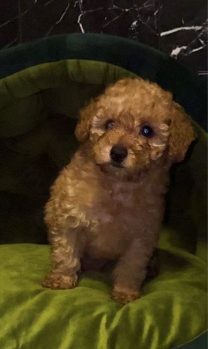 Хлопчик той , буде маленьким